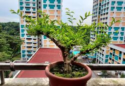 Blk 213 Petir Road (Bukit Panjang), HDB 5 Rooms #566298181